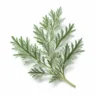 Arabia Essence artemisia perfume note