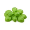 Arabia Essence Basil perfume note