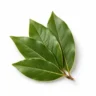 Arabia Essence bayleaf perfume note