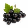 Arabia Essence blackcurrant perfume note