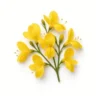 Arabia Essence Broom perfume note