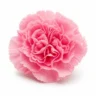 Arabia Essence carnation perfume note