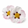 Arabia Essence cistus perfume note