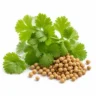 Arabia Essence coriander perfume note