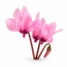 Arabia Essence cyclamen perfume note