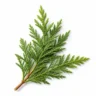 Arabia Essence cypress perfume note
