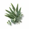 Arabia Essence eucalyptus perfume note