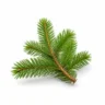 Arabia Essence fir perfume note