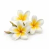 Arabia Essence frangipani perfume note
