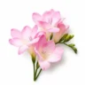 Arabia Essence freesia perfume note