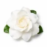 Arabia Essence gardenia perfume note