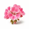 Arabia Essence geranium perfume note