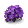 Arabia Essence heliotrope perfume note