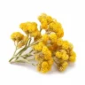 Arabia Essence immortelle perfume note