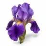 Arabia Essence iris perfume note