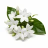 Arabia Essence jasmine perfume note