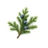 Arabia Essence Juniper perfume note