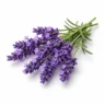 Arabia Essence lavender perfume note