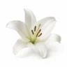 Arabia Essence lily perfume note