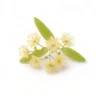 Arabia Essence Linden perfume note