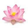 Arabia Essence lotus perfume note