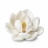 Arabia Essence magnolia perfume note