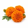 Arabia Essence marigold perfume note