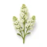 Arabia Essence Mignonette perfume note