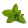 Arabia Essence mint perfume note