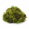 Arabia Essence moss perfume note