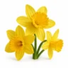 Arabia Essence narcissus perfume note