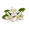 Arabia Essence neroli perfume note