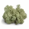Arabia Essence oakmoss perfume note