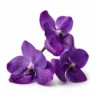 Arabia Essence orchid perfume note
