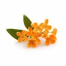 Arabia Essence osmanthus perfume note