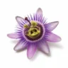 Arabia Essence passionflower perfume note
