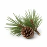 Arabia Essence pine perfume note
