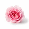 Arabia Essence rose perfume note