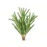 Arabia Essence Rosemary perfume note