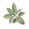 Arabia Essence Sage perfume note