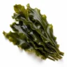Arabia Essence seaweed perfume note