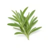 Arabia Essence Tarragon perfume note