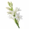 Arabia Essence tuberose perfume note