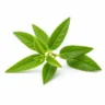 Arabia Essence verbena perfume note