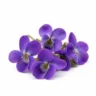 Arabia Essence violet perfume note