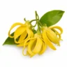 Arabia Essence ylang perfume note